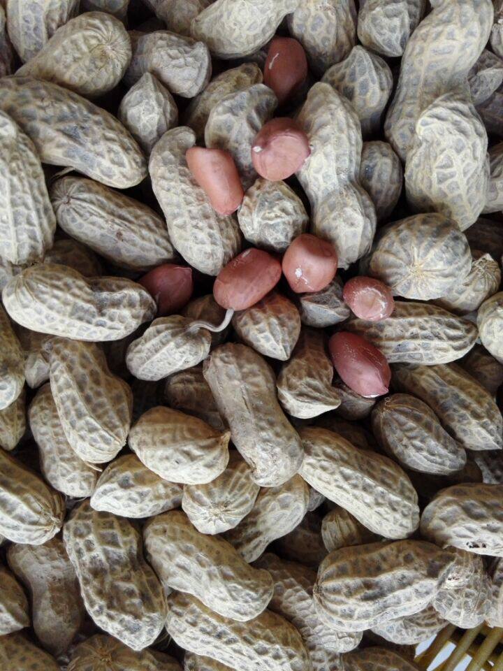带壳生花生 农家种植土花生  江西赣南特产 赣州特产 500克