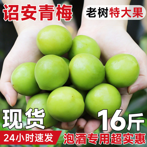 16斤诏安青梅泡酒专用性价比高！