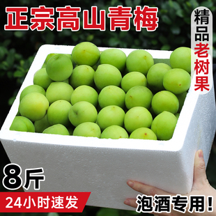 诏安正宗8斤新鲜青梅现摘鲜果泡酒专用酸梅子大水果老树青竹梅5斤