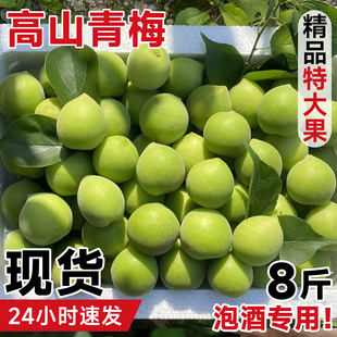 诏安青梅鲜果8斤大果现摘新鲜水果生酸梅子泡酒专用高山老树孕妇5