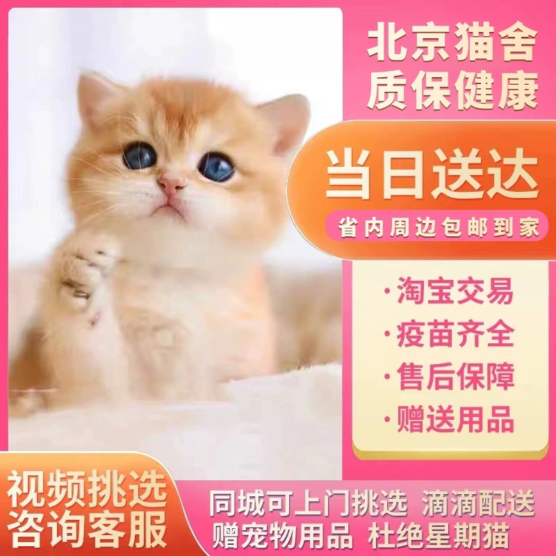 英短纯种金渐层幼猫幼崽血统赛级英国短毛猫蓝金活体宠物猫咪活物