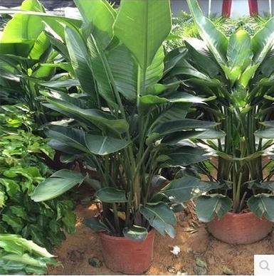 天堂鸟1.3-1.6米鹤望兰绿植盆栽净化空气除甲醛带盆栽好植物,鲜花速递/花卉仿真/绿植园艺,时令草本花卉,淘宝优惠券,粉丝福利购,淘宝优惠卷