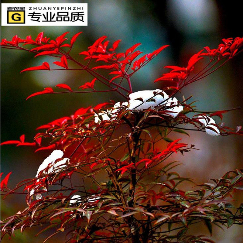 南天竹盆栽盆景绿化苗木室外庭院桌面绿植