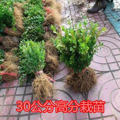 小叶瓜子黄杨苗庭院绿化苗木 树