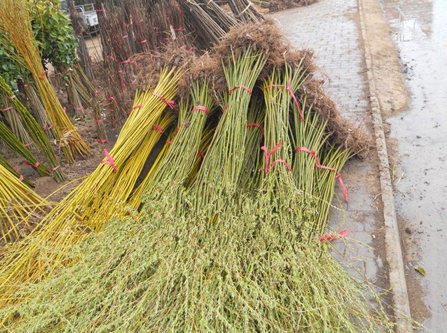 苗圃自产自销竹柳 垂柳 黄柳 垂柳树苗 垂柳苗小苗