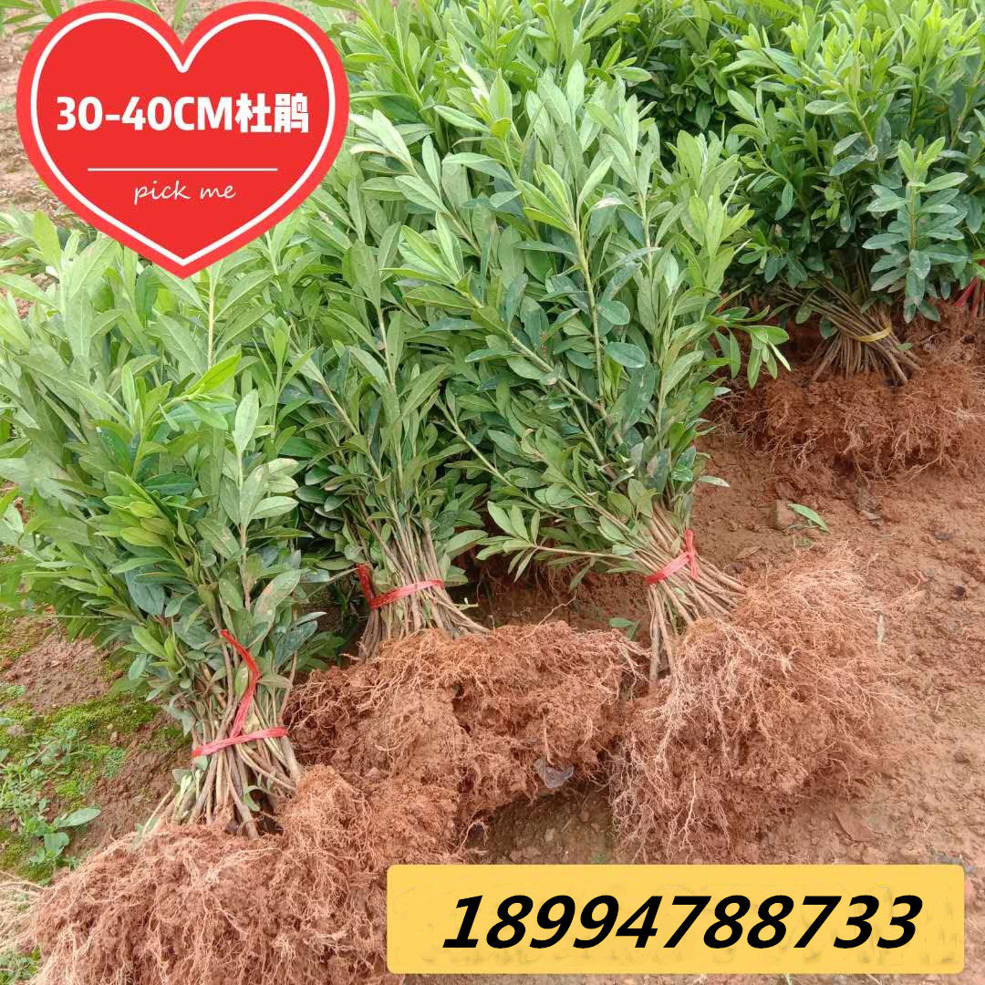 毛鹃小苗映山红树苗庭院绿化植物杜鹃花苗毛娟紫鹃工程苗木四季