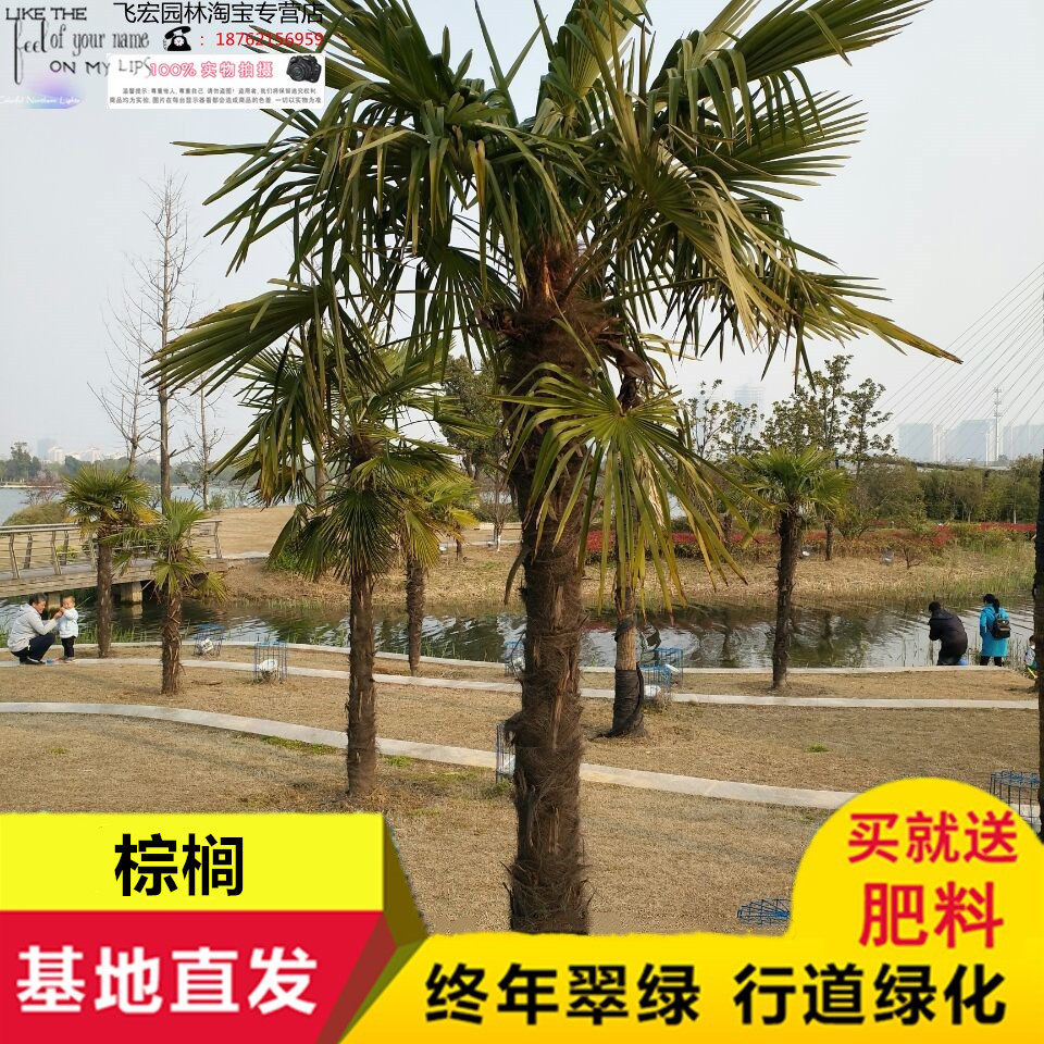 棕榈树苗  棕榈苗扇子树苗老人葵南北方观赏庭院风景树耐寒植物