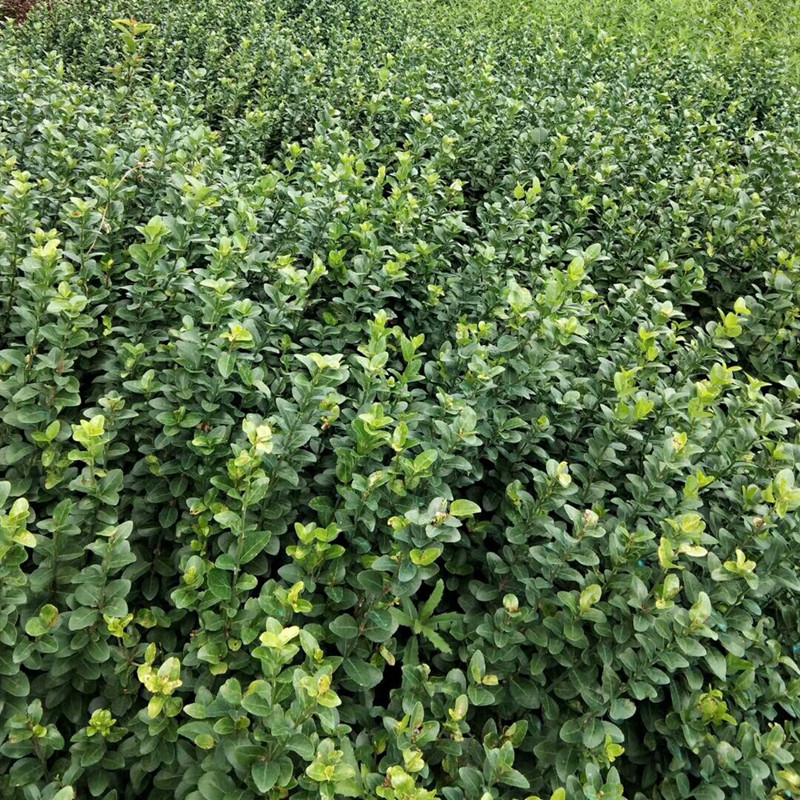 四季常青绿化苗木卫矛小苗 冬青卫矛球 卫矛苗 卫矛大苗 扦插苗