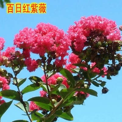 庭院紫薇树苗红花紫薇小苗紫薇花苗红火箭紫薇红火球紫薇紫薇花树