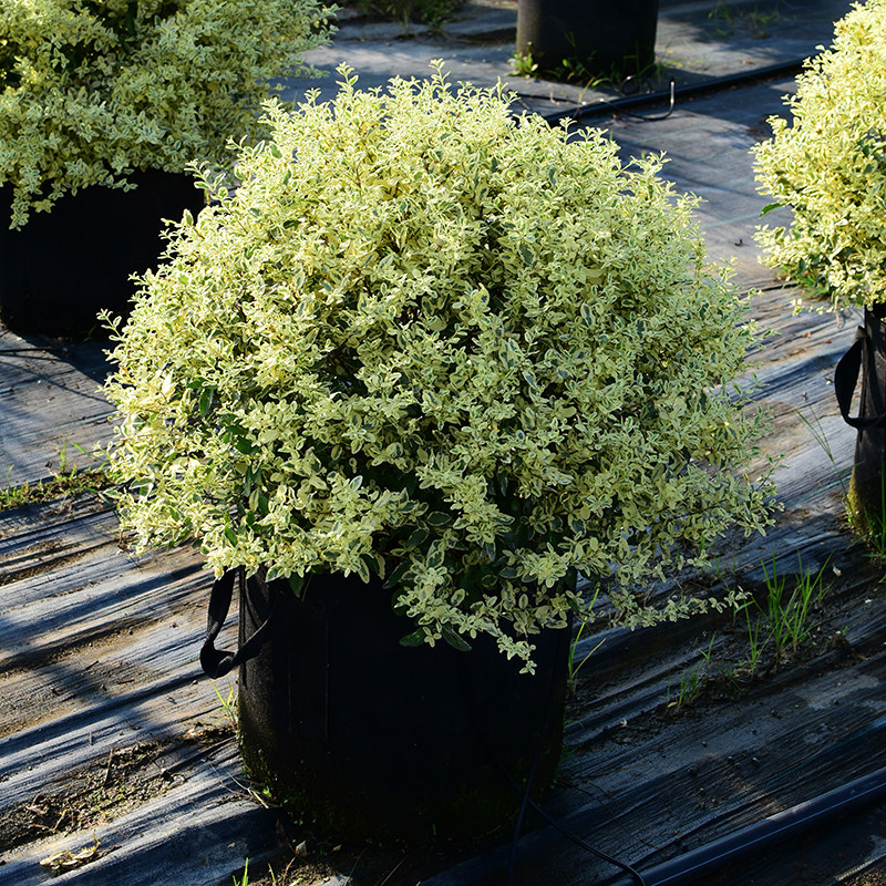 花园球类大型球类植物亮晶女贞金姬小蜡黄金构骨金宝石女贞
