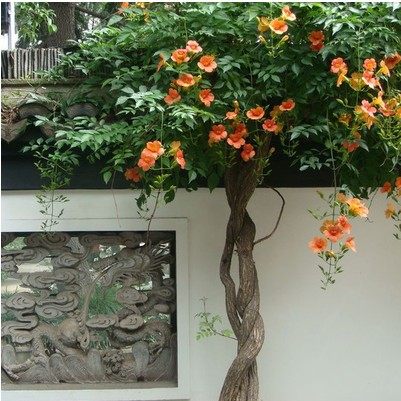 凌霄花苗爬藤植物多季别墅庭院爬墙花攀援篱笆花卉阳台盆栽爬山花