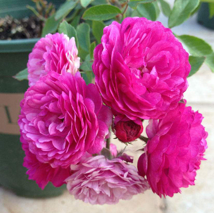 欧洲月季庭院阳台观花植物花卉大花月季花苗欧月安妮公主盆栽月季