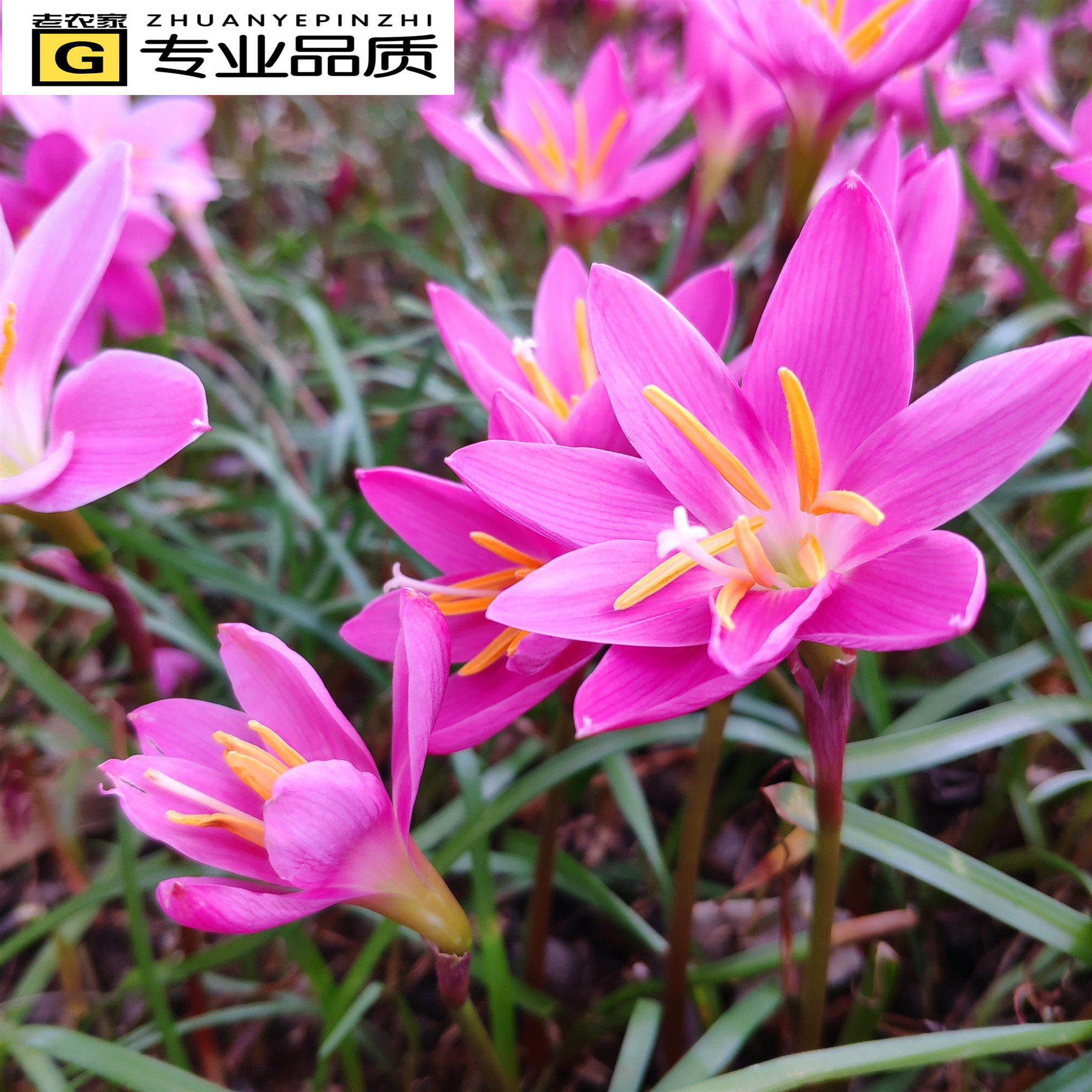 风雨兰耐寒,花卉(第3页)_大山谷图库