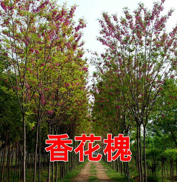 香花槐树苗黄花槐树苗红花槐白花刺槐洋槐行道绿化金蝶花小苗