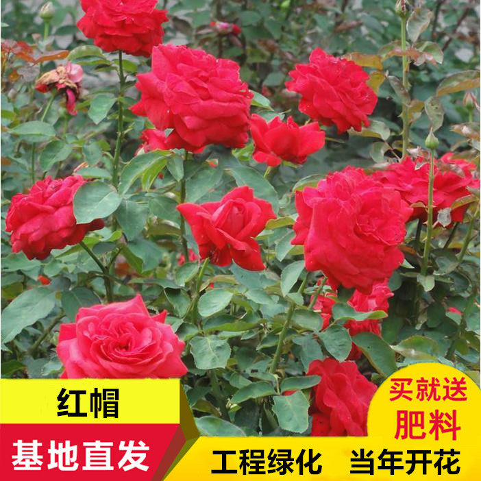 大红帽 月月红 红帽月季花苗室外阳台庭院楼顶当年开花不断红帽子