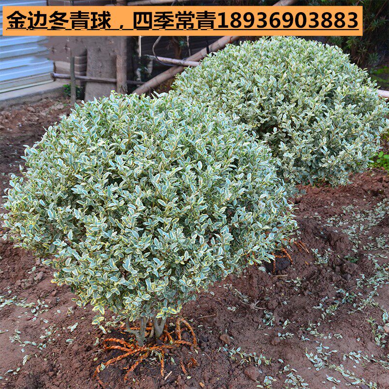 绿化树球 庭院四季常青绿化苗木 花叶女贞树球水蜡苗女贞树苗