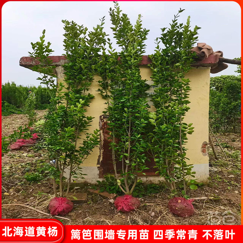 丛生大叶黄杨北海道冬青树苗木耐寒围墙绿篱植物庭院绿化四季常青