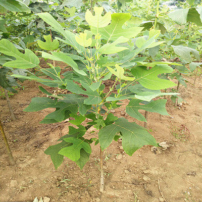 庭院道路行道树马褂木小树苗双飘树鹅掌揪会变色的树苗规格全