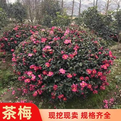 茶梅花苗树苗茶梅球茶花盆栽冬茶梅盆栽四季带花苞庭院耐寒茶花苗