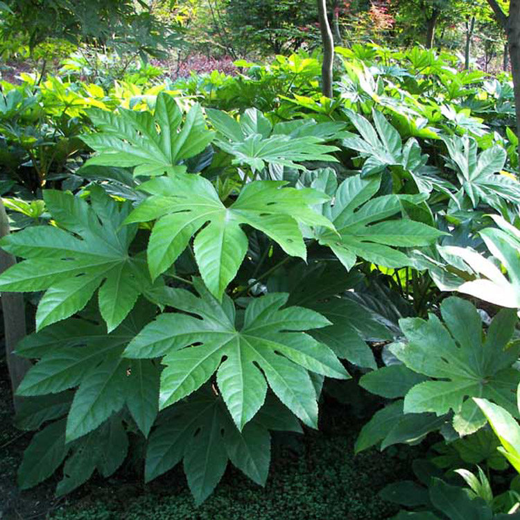 八角金盘树苗八角树盆栽耐阴好养净化空气吸甲醛植物耐寒庭院四季