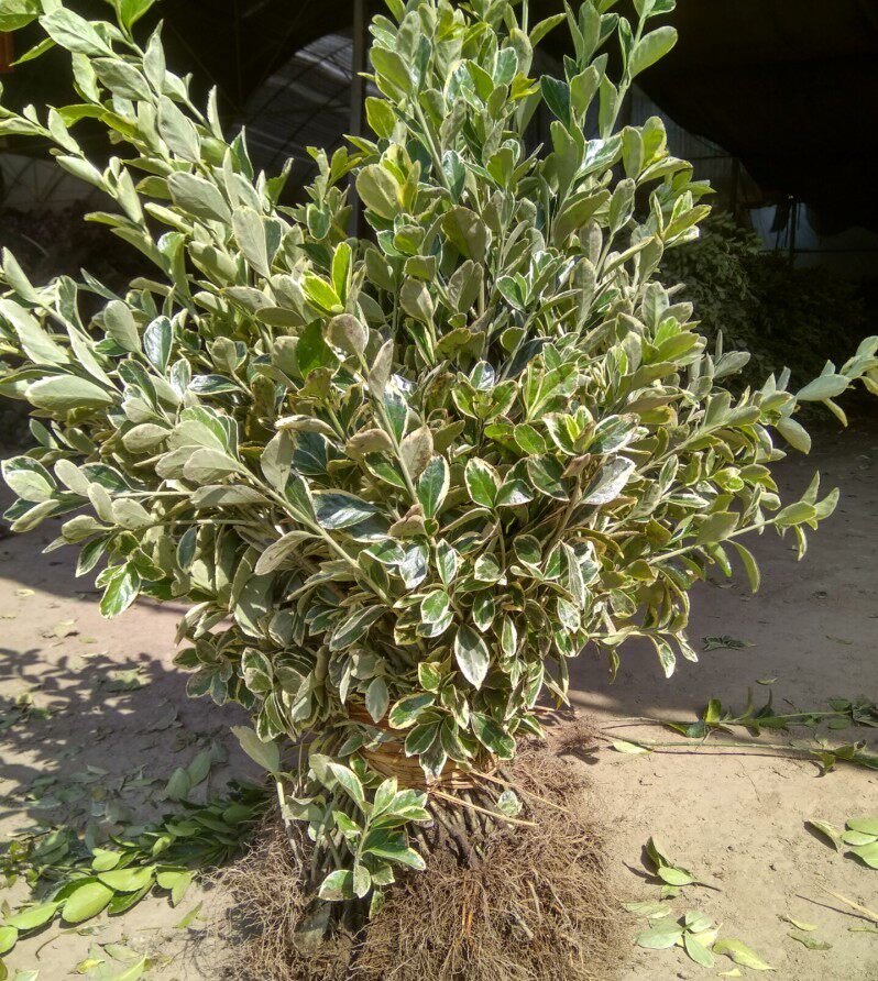 金边花叶冬青苗金边冬青黄杨苗篱笆植物园林绿化苗木庭院植物花卉
