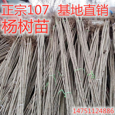 白杨树苗 白杨树 杨树苗 107速生杨树苗 植树造林 白杨苗包邮