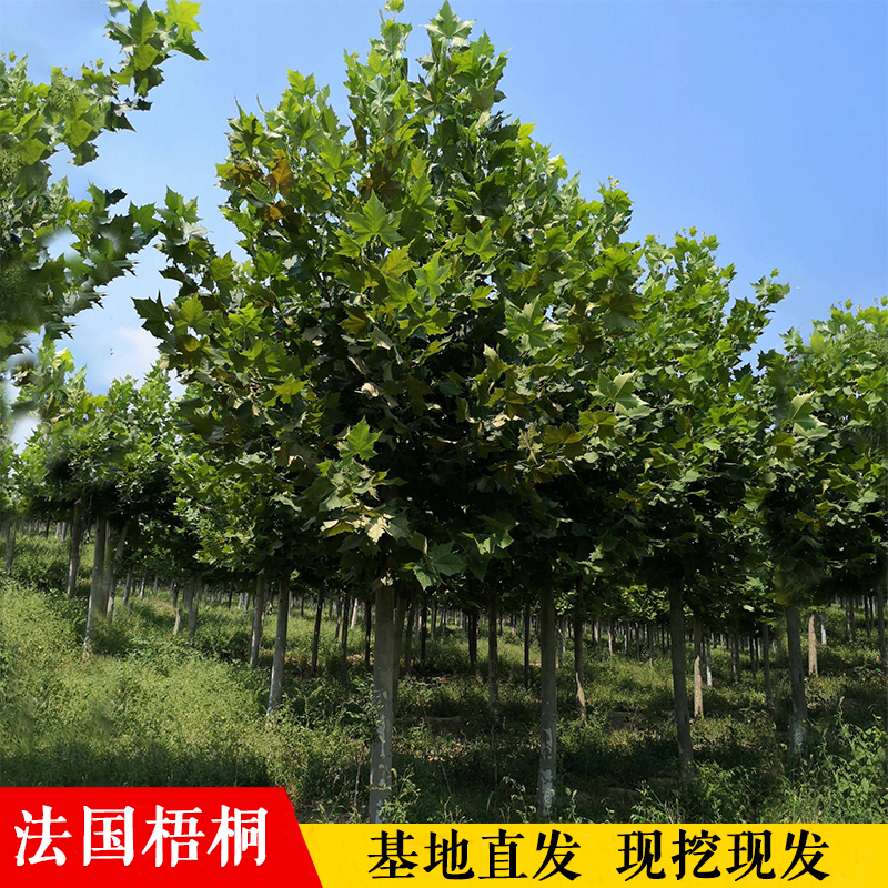 法国梧桐树树苗大树庭院遮阳风景树行道绿化苗木中国梧桐青桐树苗