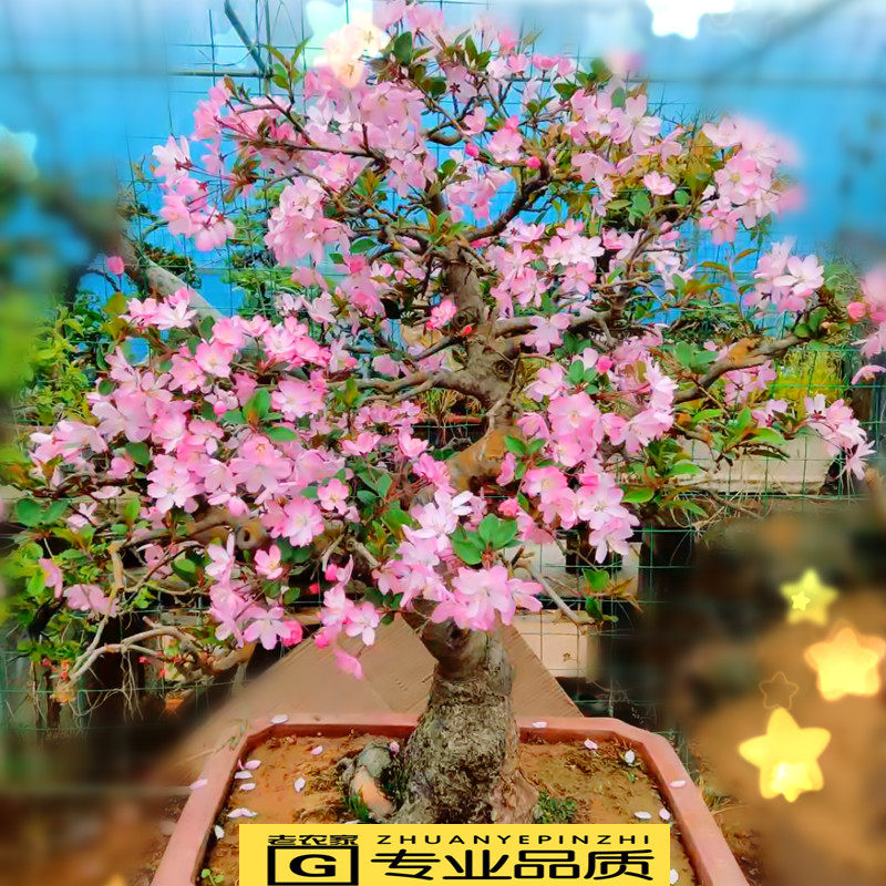 西府海棠花盆栽盆景老桩庭院室内花卉绿植物耐寒垂丝北美长寿冠树