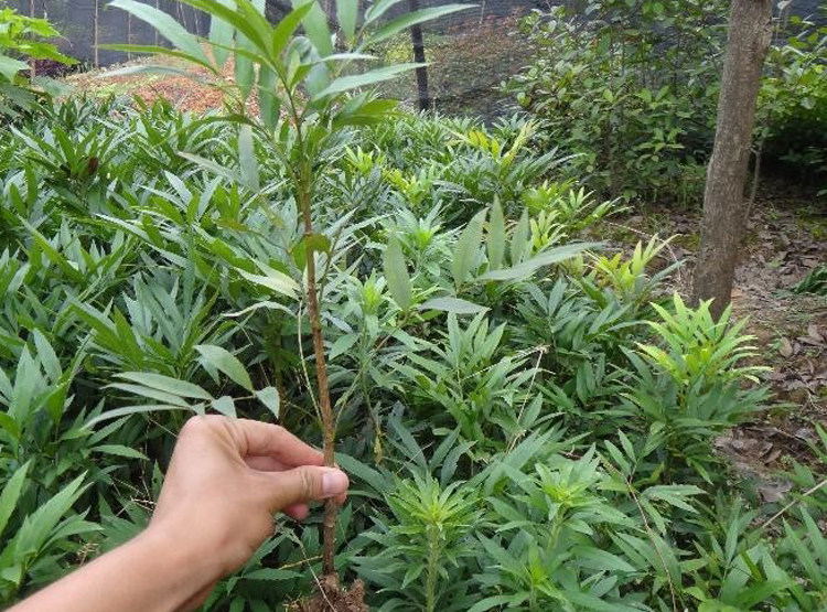 细叶十大功劳树苗庭院绿篱植物园林绿化苗木中草药功效绿植可盆栽