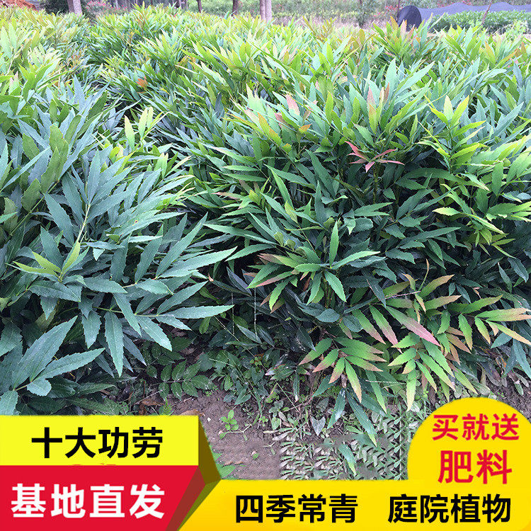 狭叶十大功劳树苗阔叶十大功劳黄天竹土黄柏四季长青花坛绿植