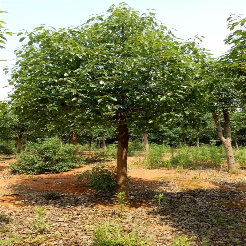 香樟树大小叶香樟庭院四季常青驱蚊南北方种植大型工程绿化木