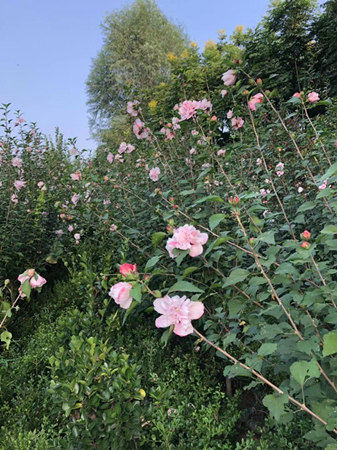 淡粉重瓣木槿花 庭院室外地栽阳台盆栽耐寒木本花卉植物 木槿花苗