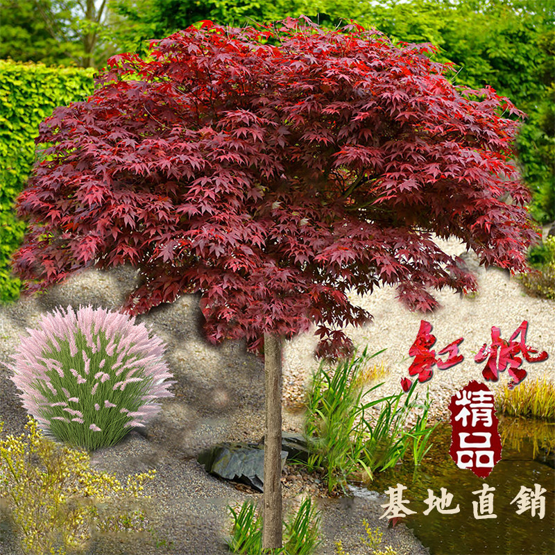 红枫树苗四季红枫盆栽庭院中国日本红枫红舞姬小叶原生盆景风景树