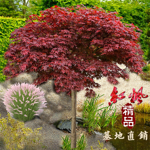 红枫树苗四季红枫盆栽庭院中国日本红枫红舞姬小叶原生盆景风景树