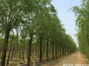 拆迁苗垂柳垂柳小苗柳树枝条 垂杨柳树苗垂柳苗竹柳树苗绿化苗木