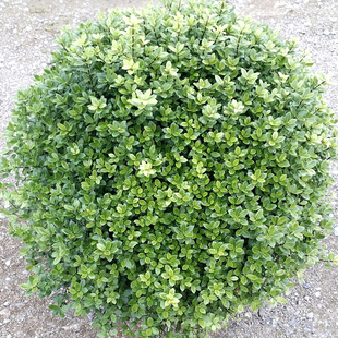 海桐球四季常青树苗庭院盆栽植物围墙绿篱笆耐寒工程园林绿化小苗