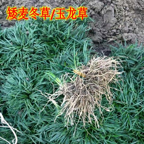 日本矮麦冬玉龙草花园植物四季常青长不高草苗庭院别墅绿化耐践踏