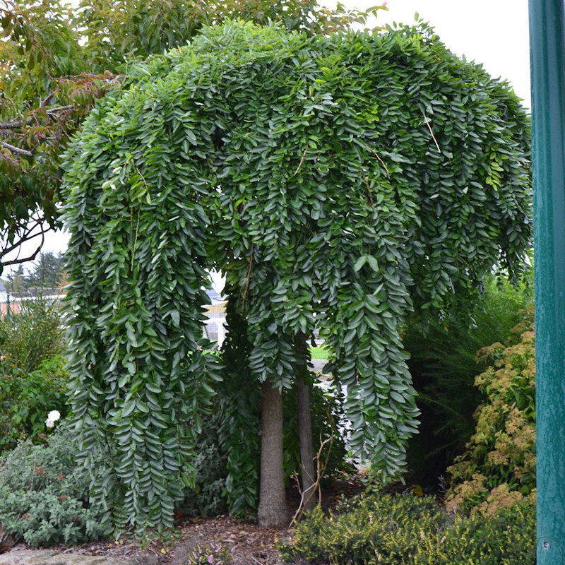 龙抓槐树苗国槐树苗庭院道路行道树绿化苗垂槐树苗庭院黄金槐树苗