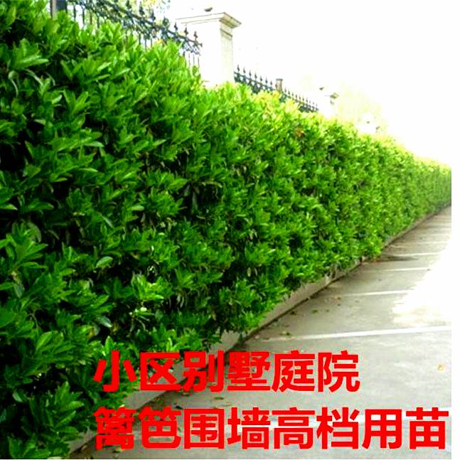 法国冬青树苗篱笆围墙北海道冬青庭院围栏植物大叶黄杨苗长青苗木