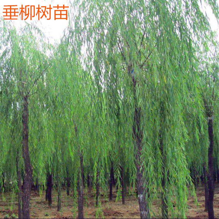 垂柳树苗速生竹柳苗黄金柳金丝垂柳苗垂柳小苗河边绿化树苗行道树