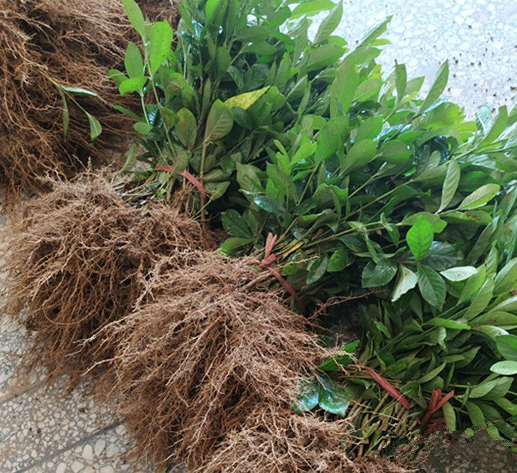 小叶栀子四季常青树苗栀子花苗球小苗绿化工程苗木庭院别墅植物