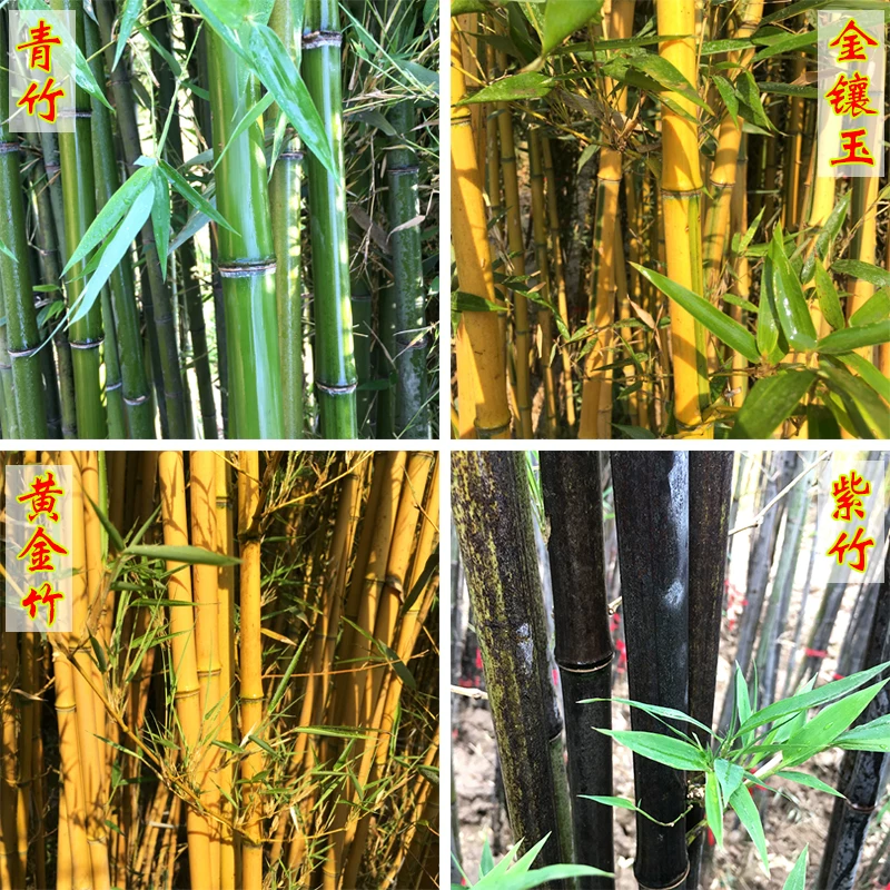 定制方竹树苗菩提树盆栽景竹四方形竹子苗室内适合桌上庭院阳台植