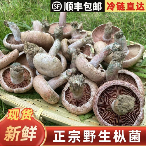 乌枞菌顺丰包邮新鲜枞菌雁来覃野生松树菌铜绿菌寒菌松乳菇三九菇