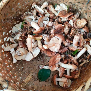 贵州新鲜野生菌白棕口蘑现采路基菇当天采石子菌蘑菇南风菌趟子菌