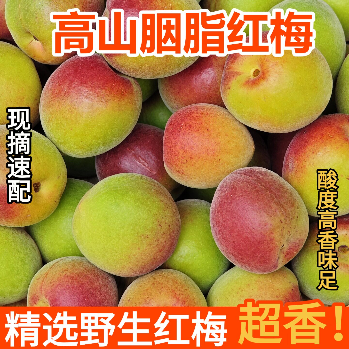 精选云南胭脂梅5斤泡酒酸梅子野生新鲜酸水果丽江胭脂红梅现摘发
