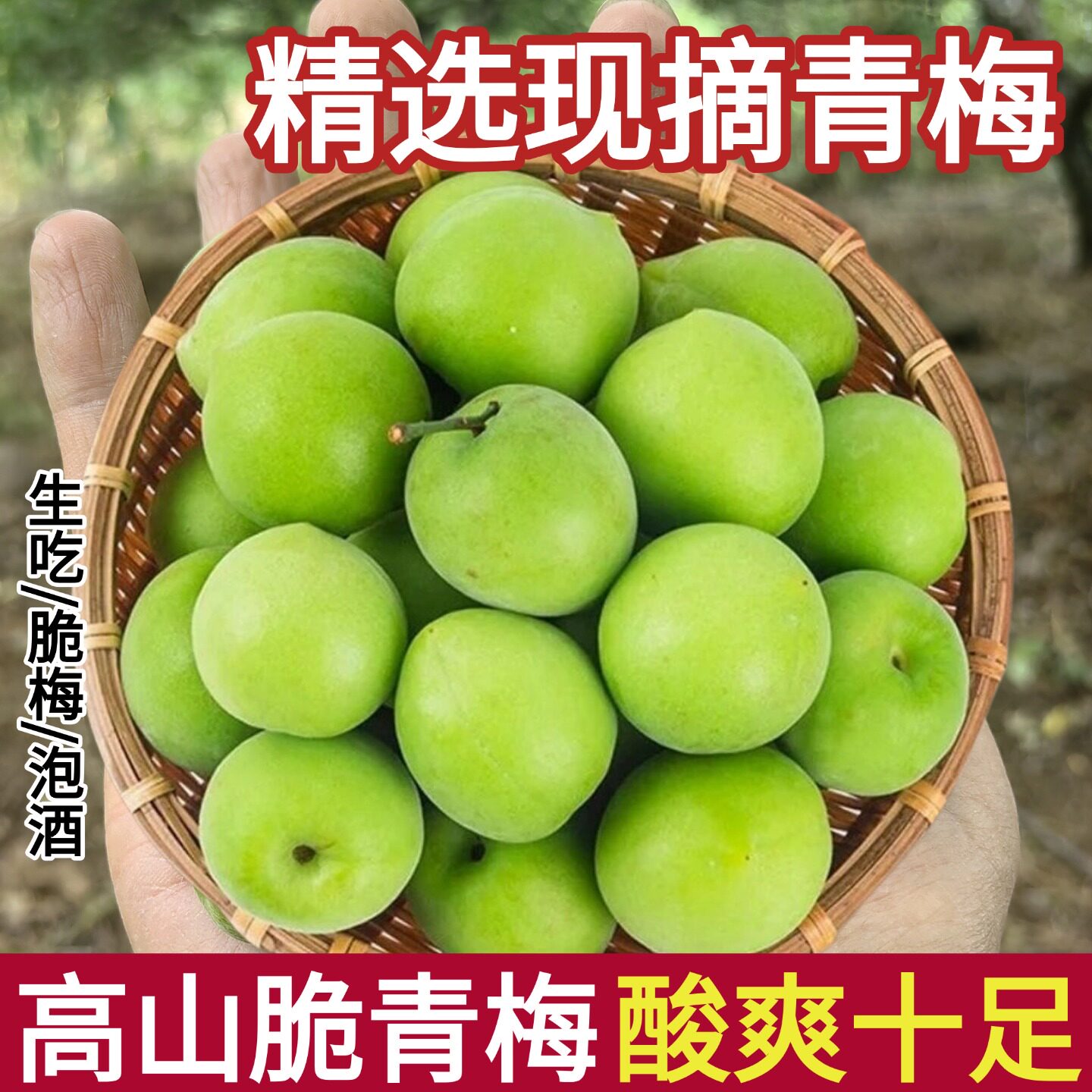 2026高山青梅鲜果5斤野生酸梅子新鲜现摘孕妇酸水果脆梅泡酒诏安