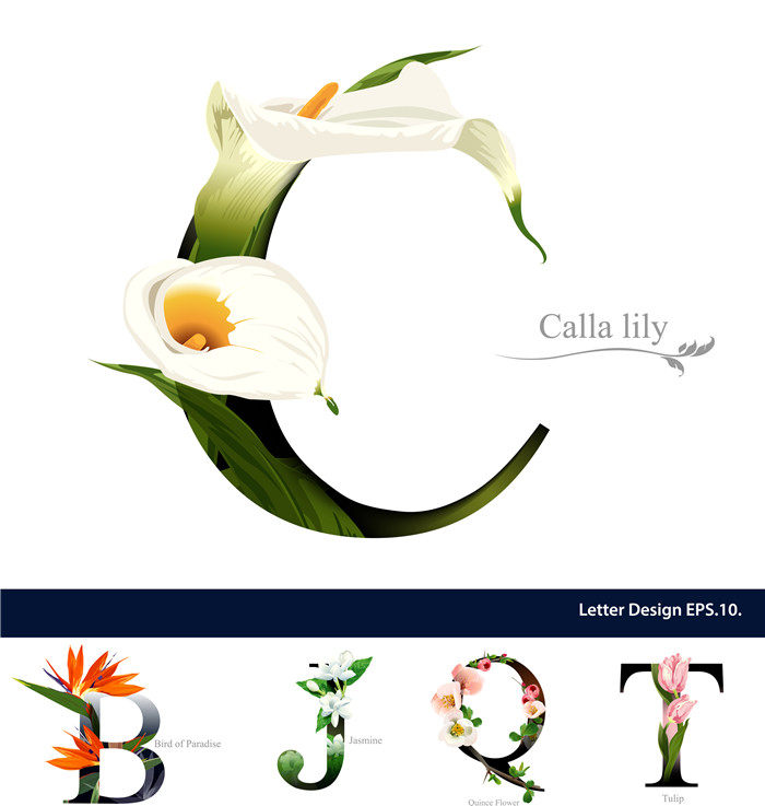 a1021矢量ai设计素材 花朵装饰英文字母鹤望兰马蹄莲菊花鸡蛋花兰
