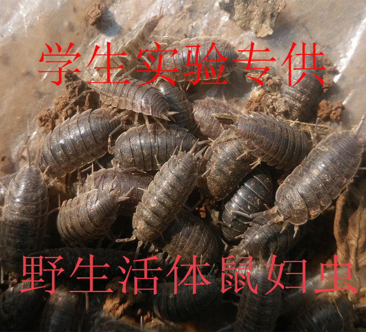 中药材活体鼠妇虫湿虫鞋板虫球鼠虫术后疼痛六元二十只
