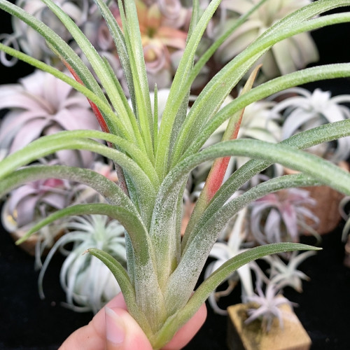 维多利亚侧芽 467