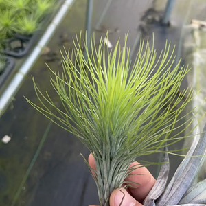 空气凤梨“狐尾宝石”无土植物